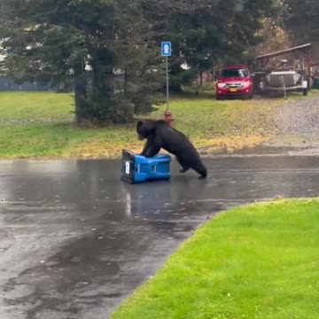 A bear took its frustration out on a bear-proof trash can outside a home in Alaska