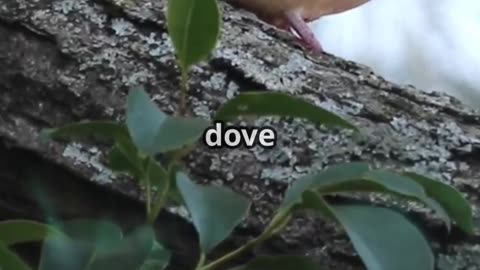 The Ant and The Dove 🐜🕊️ | Moral Story for Kids | Learn Toons #shorts #kids