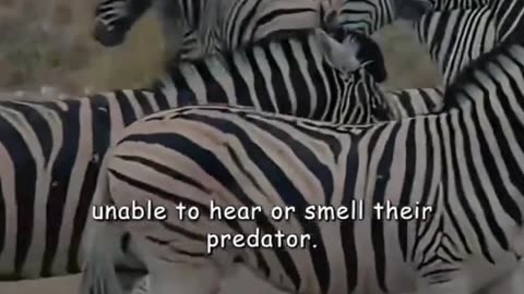 Beautiful memories #safari #animal #wildlifephotographer #naturelovers #photochallenge #wildlife