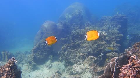 Underwater Painting for Chinese New Year