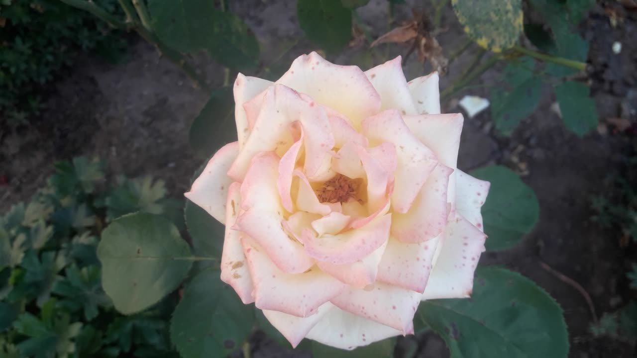 Pale pink rose