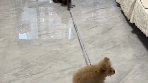 Soft, cute, and simply incredible cats 😻"