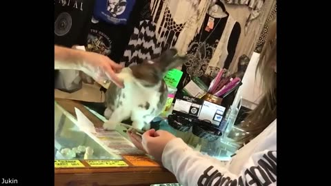 Best Pet Videos In Last 10yrs!
