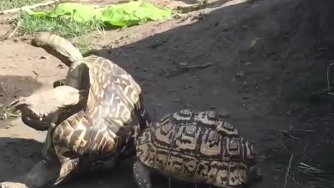 A tortoise helps the another tortoise