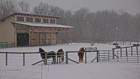 First snow 2025! Gypsy Vanner horses