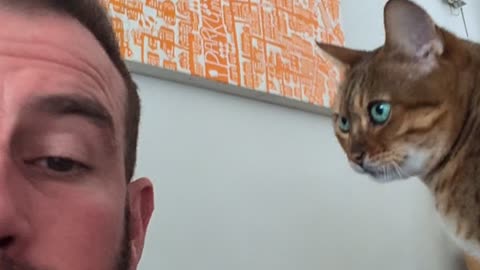 Tinker the Hungry Cat