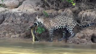 Cute Animals Compilation 🐱🐼 Funniest and Cutest Animal Moments Ever