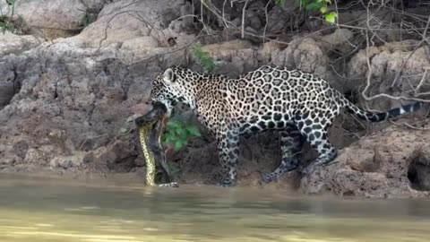 Cute Animals Compilation 🐱🐼 Funniest and Cutest Animal Moments Ever