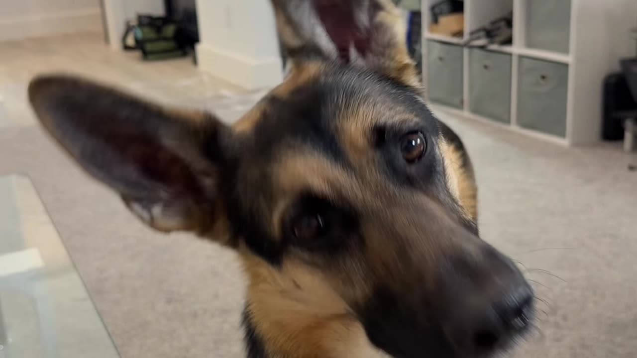 Head tilt ACTIVATED