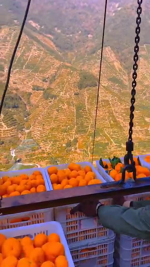 Amazing Harvesting; He flew with crops 🤫😮