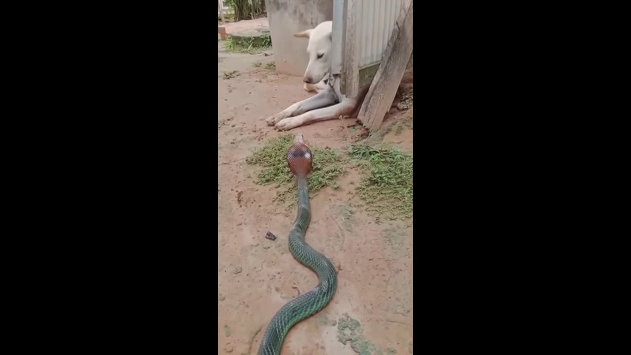 DOG AND KING COBRA