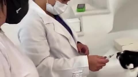 as 2 gatas teve gatinhos 3.mp4