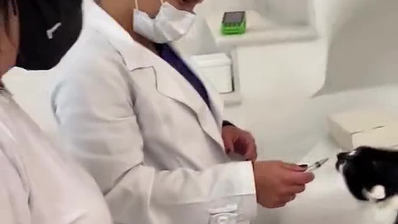 as 2 gatas teve gatinhos 3.mp4