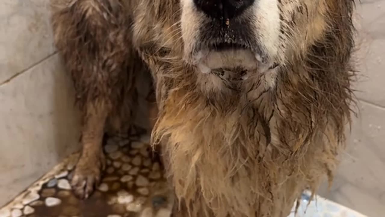 Puppadog Videos