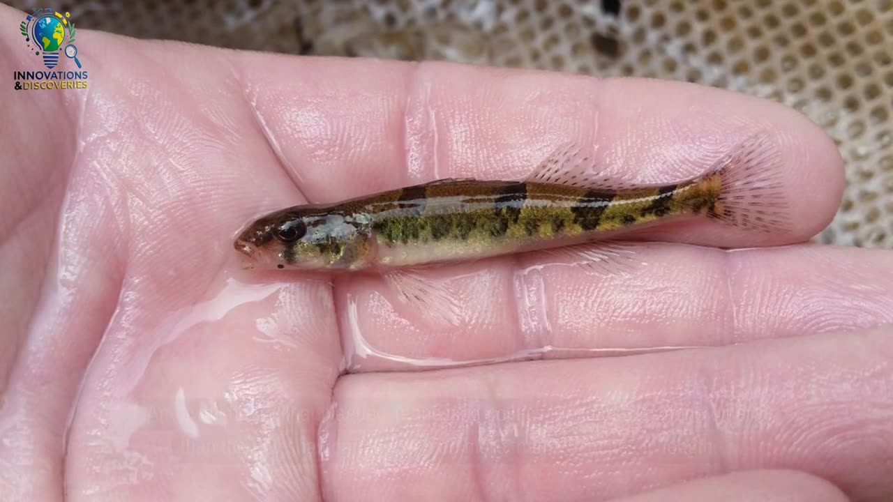 Was the Snail Darter Ever Really Endangered? Controversial Study Shakes Conservation Laws