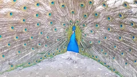 😮🐓 The Sound Peacock Feathers Make When Intimidating a Hen! | FeedMyCuriosity