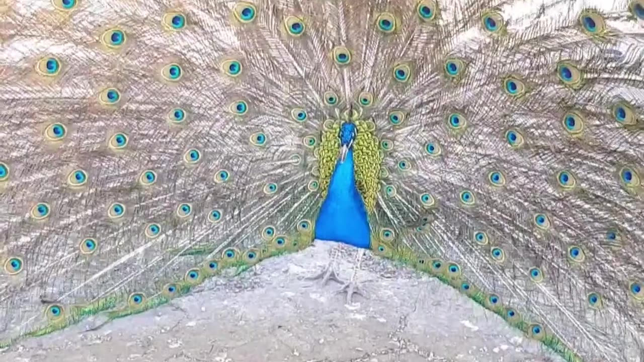 😮🐓 The Sound Peacock Feathers Make When Intimidating a Hen! | FeedMyCuriosity