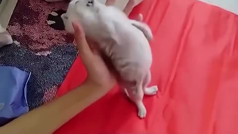 Lil Bro Slays the Demon 😭 Funniest Cat Moment! Like & Follow for More Kitty Comedy