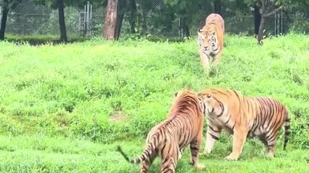 When Tiger Fight