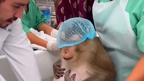 Monkeys Giving Birth in a Bathtub – Just Like Humans!