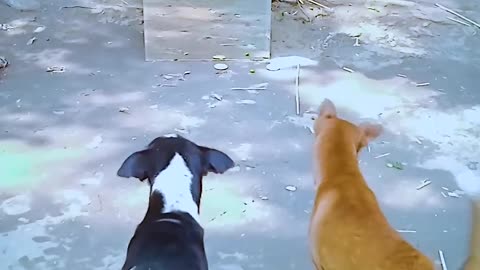 dog 🐕 mirror prank.