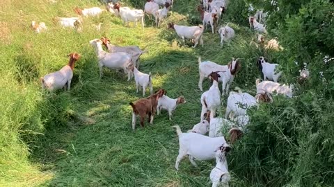 Goats loving fresh pasture