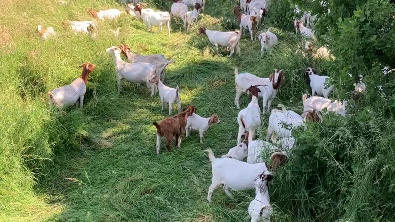 Goats loving fresh pasture