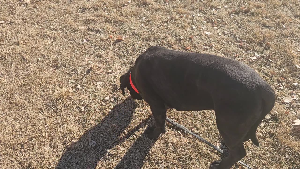 Scouting training location with Sonny