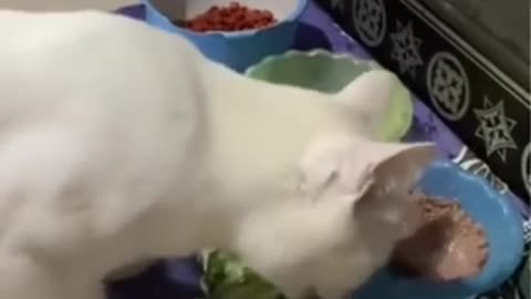 Funny animal movements