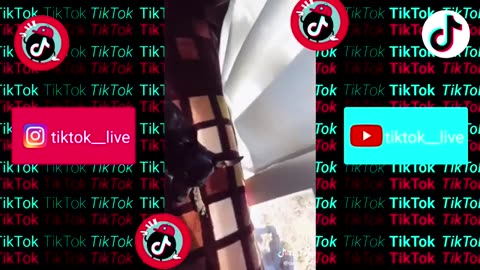 DOGS, CATS 🐶🐱PETS ANIMALS | Tik Tok compilation
