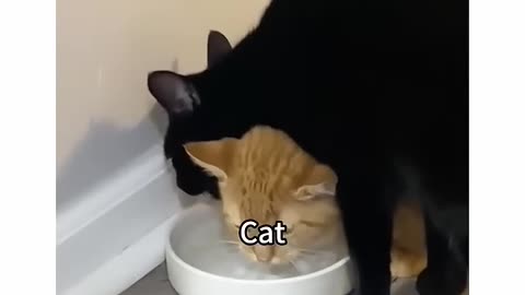 Smart Cats 🥰 Part 5 – Funniest Memes & Moments! Like & Follow for More Cute Cat Shorts