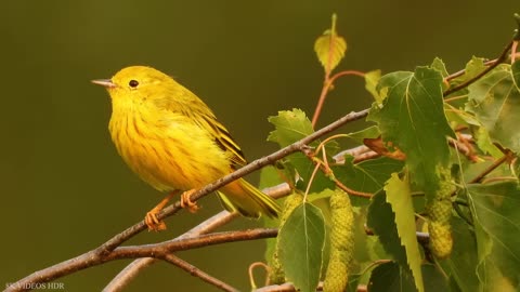 Small BIRDS HD with Names and Sounds