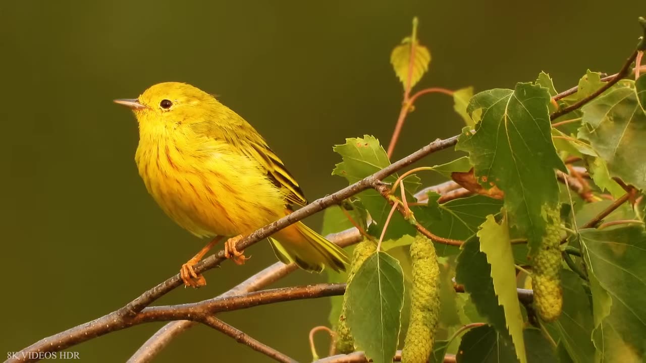 Small BIRDS HD with Names and Sounds