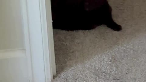 Cute Precious Piper is a Special Security Guard - My Adopted Shelter Cat Vlog #shorts