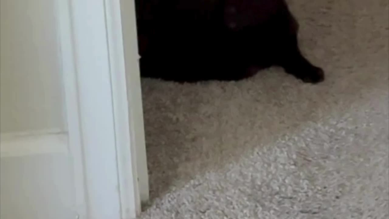 Cute Precious Piper is a Special Security Guard - My Adopted Shelter Cat Vlog #shorts