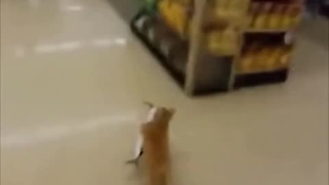 This Cat Outsmarted a Whole Supermarket 😂 #ppp #ai #ai