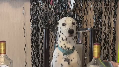 Birthday Boy of the Year