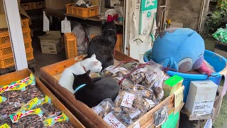 😂🐱 You Won't Believe These Cats Doing Tai Chi! | FunFM