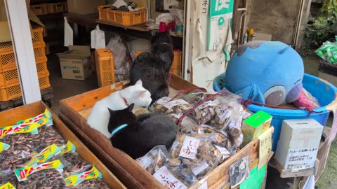 😂🐱 You Won't Believe These Cats Doing Tai Chi! | FunFM