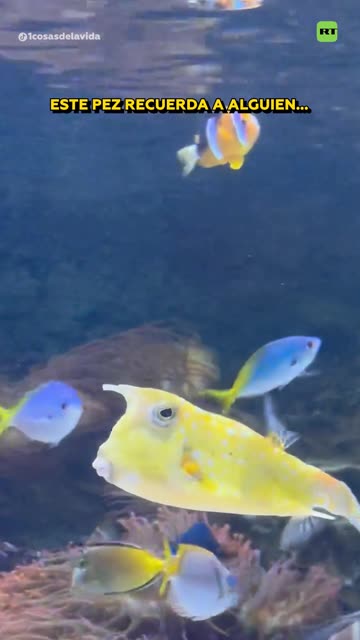 El pez que quiere hacer el océano grande otra vez