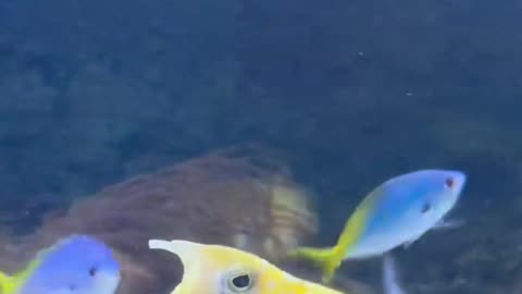 El pez que quiere hacer el océano grande otra vez