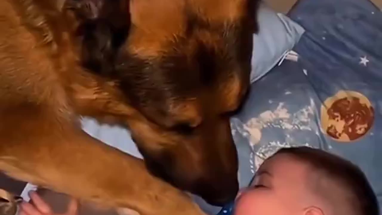 Dogs Love for Babies
