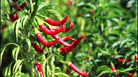 Wandering in the Garden of Spicy Peppers