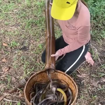 Technique With Survival Skills For Big Eel Fish