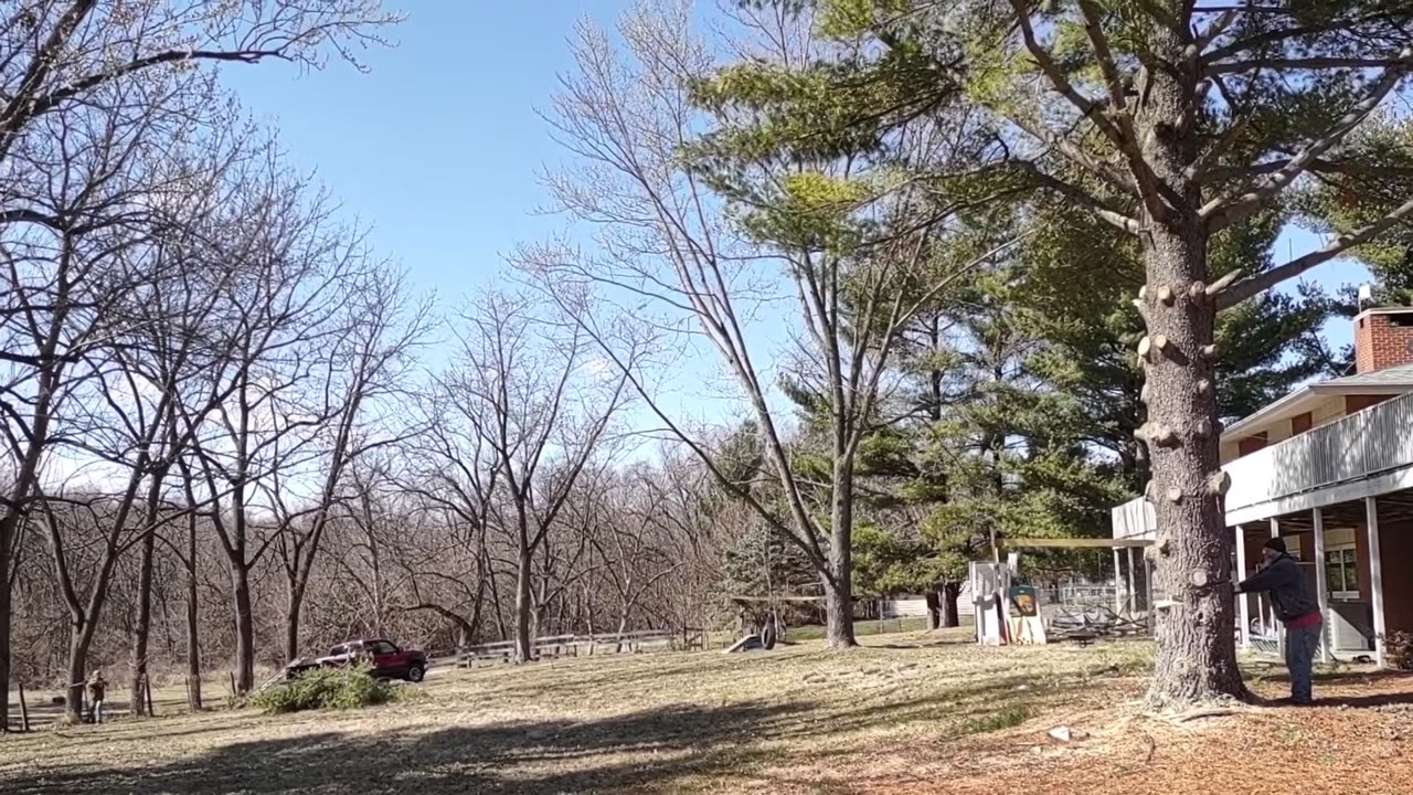 Cutting down a pine tree and it fell as planned!