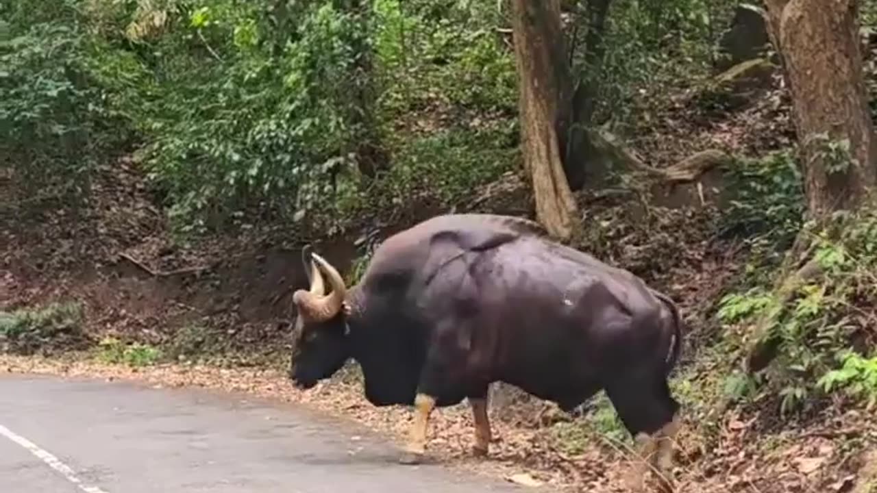 😮🦒 Gaur (India) | FeedMyCuriosity