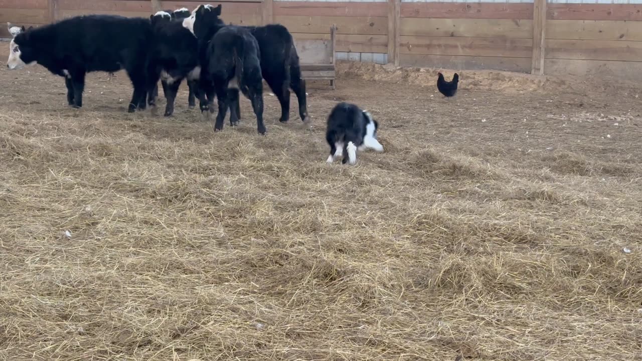 1/15/2025, Charlie ❤️👍🇺🇸