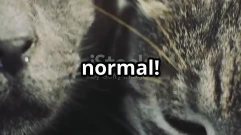 the final part of a cat's purr