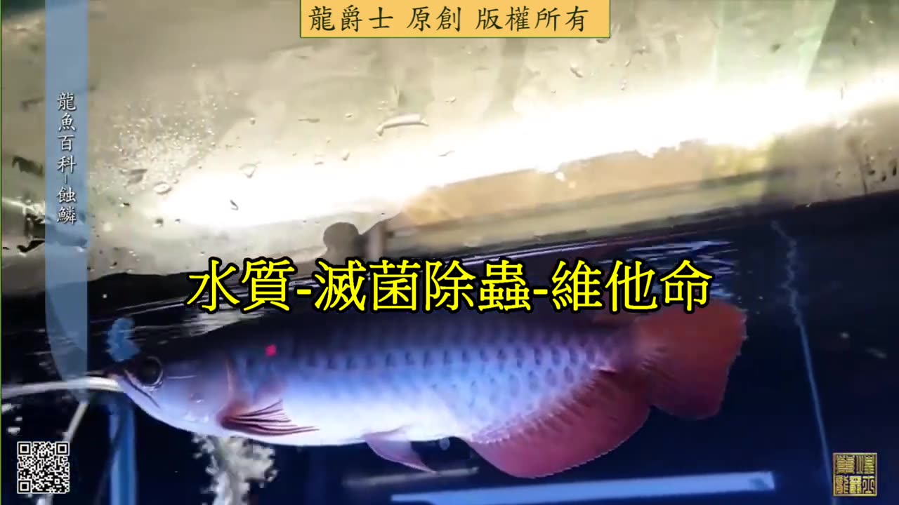 【龍爵士】龍魚百科 蝕鱗
