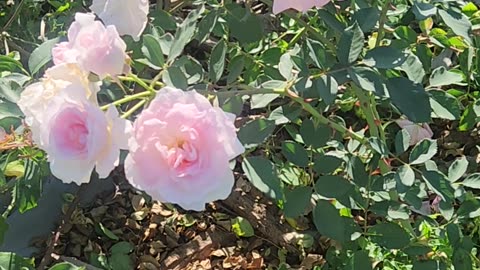 Morden Blush Shrub Rose